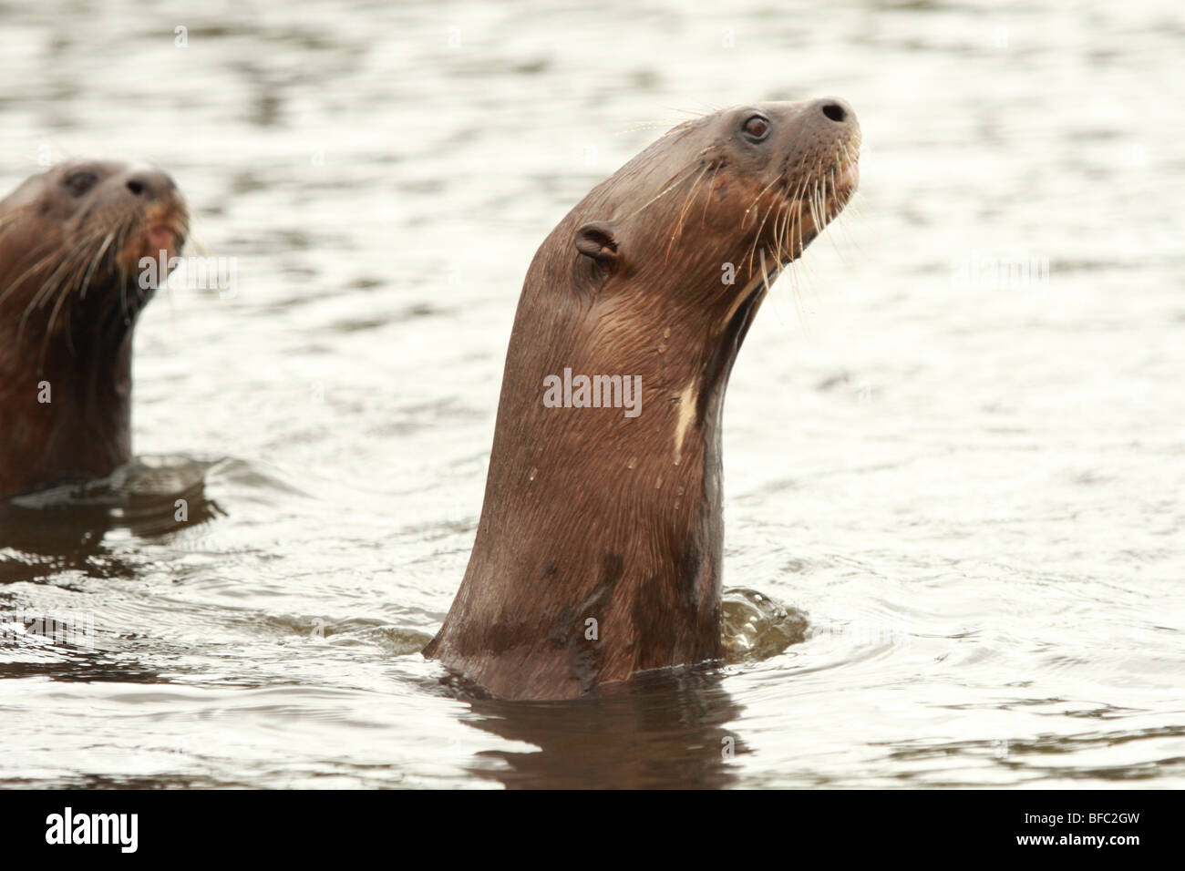 Pair of giant otters Pteronura brasiliensis in a river in Pantanal Brasil Stock Photo