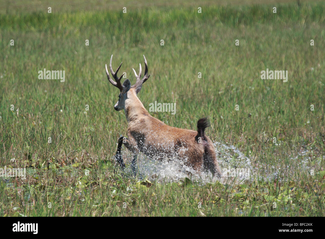 marsh deer stag Blastocerus dichotomus in movement in Pantanal Brazil Stock Photo