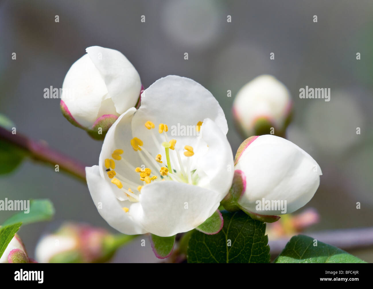 Blossoming flower of "China cherry" tree (macro Stock Photo Alamy