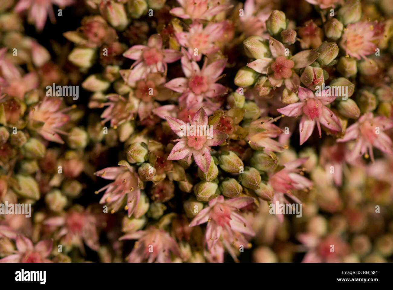 Little pink cluster of flowers Stock Photo Alamy