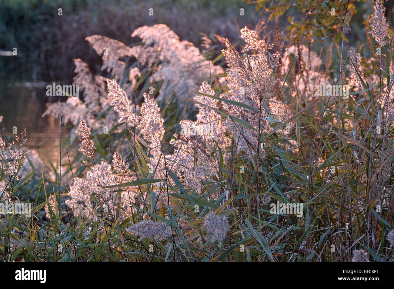 Common reed Phragmites australis Stock Photo