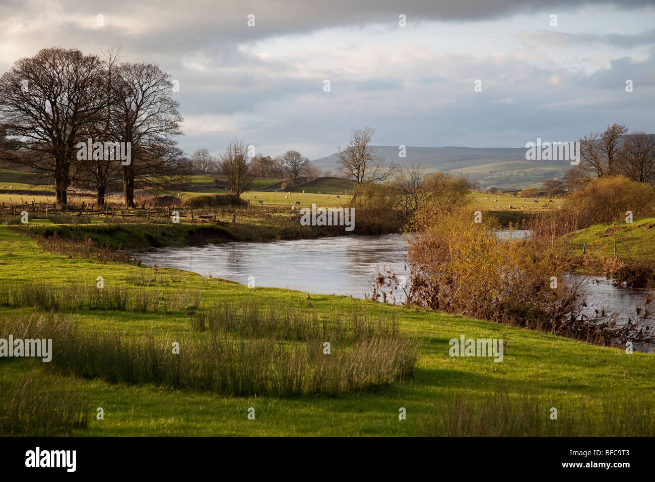 Golden evening light by the River Ure, near Aysgarth, Wensleydale Stock Photo