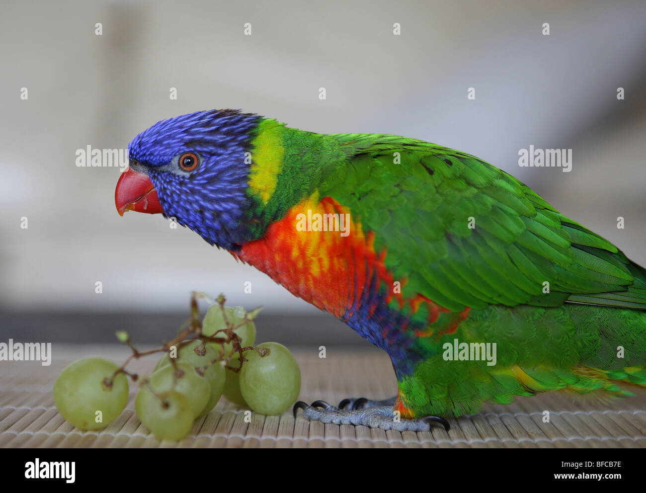 Bird eating grapes hires stock photography and images Alamy