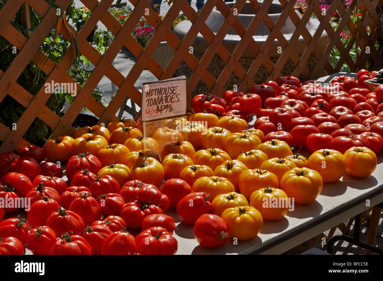Hothouse tomatoes at a farmers market, Adams Washington, DC