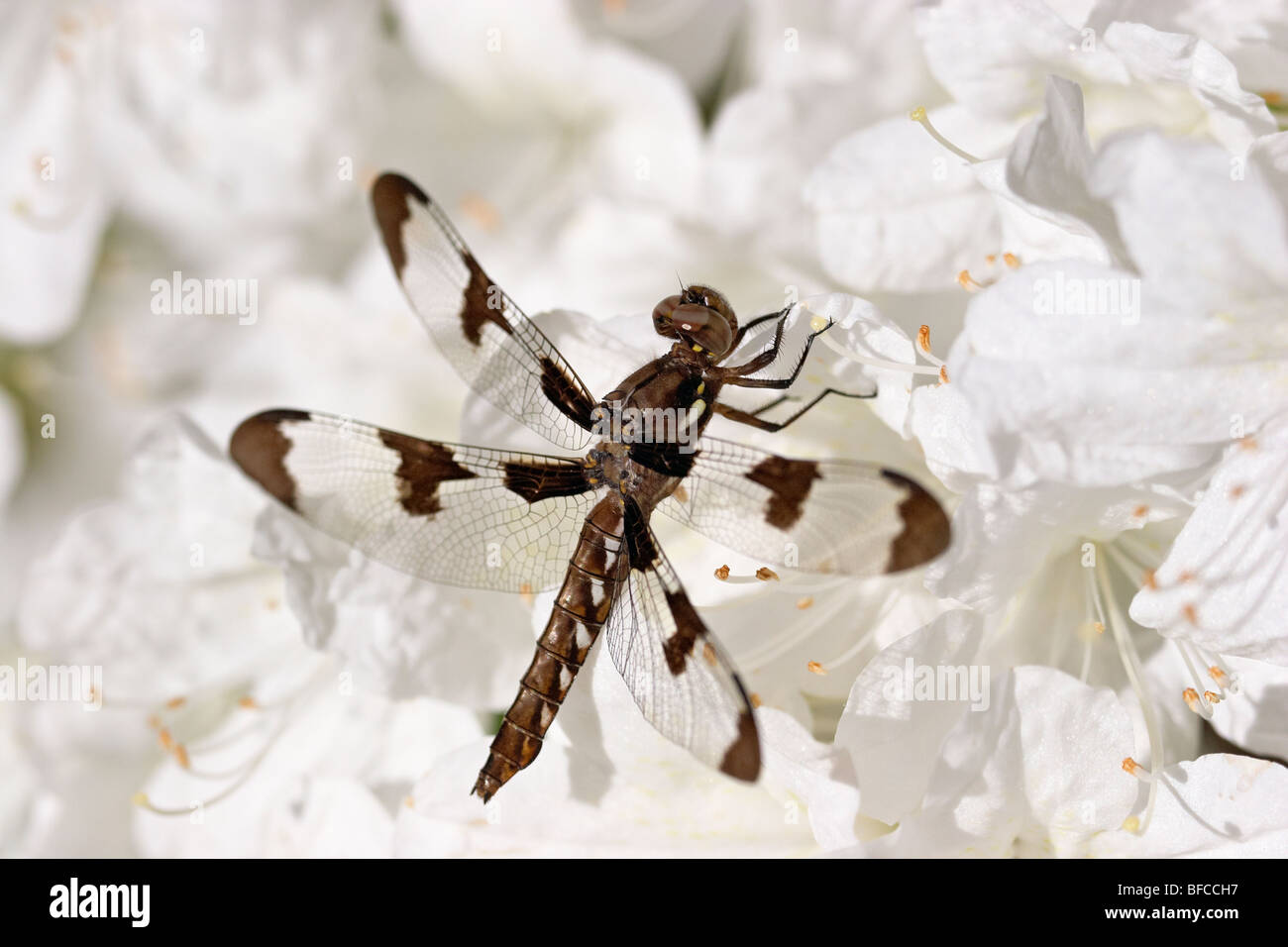 A female whitetail dragonfly perched on white azaleas. Stock Photo