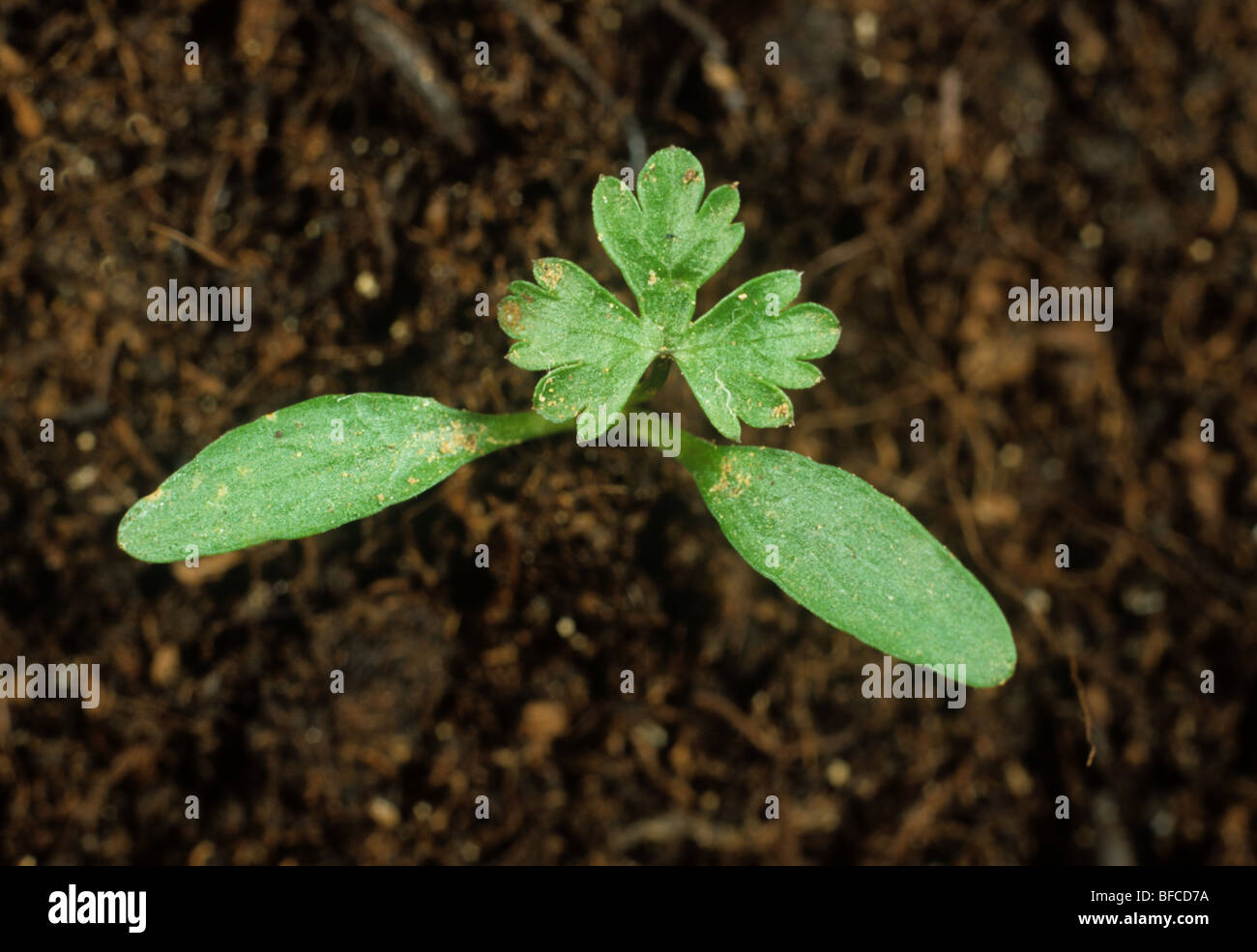 Fools parsley (Aethusa cynapium) seedling with first true leaf forming Stock Photo
