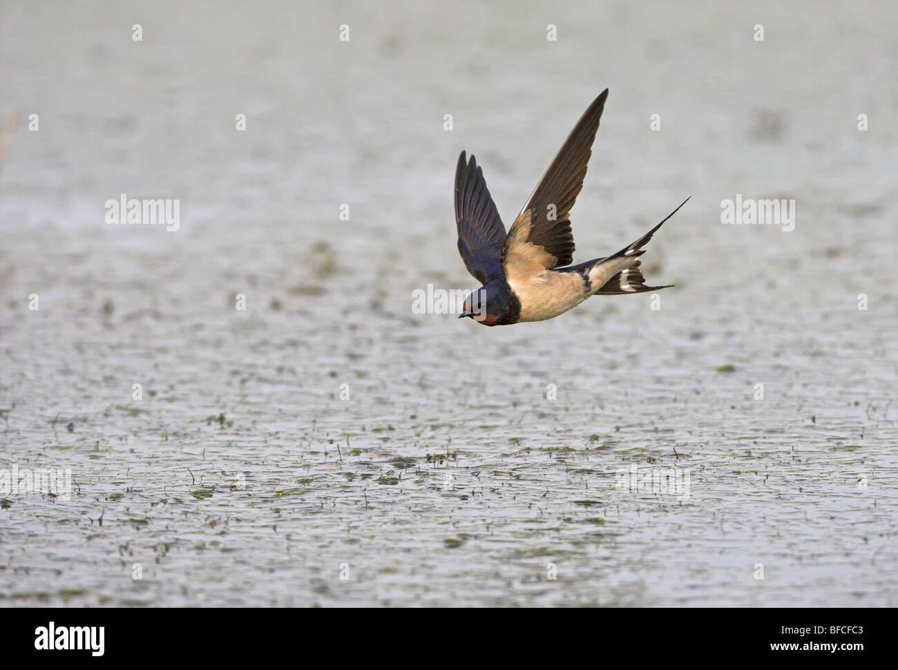 Barn Swallow Hirundo rustica Stock Photo Alamy