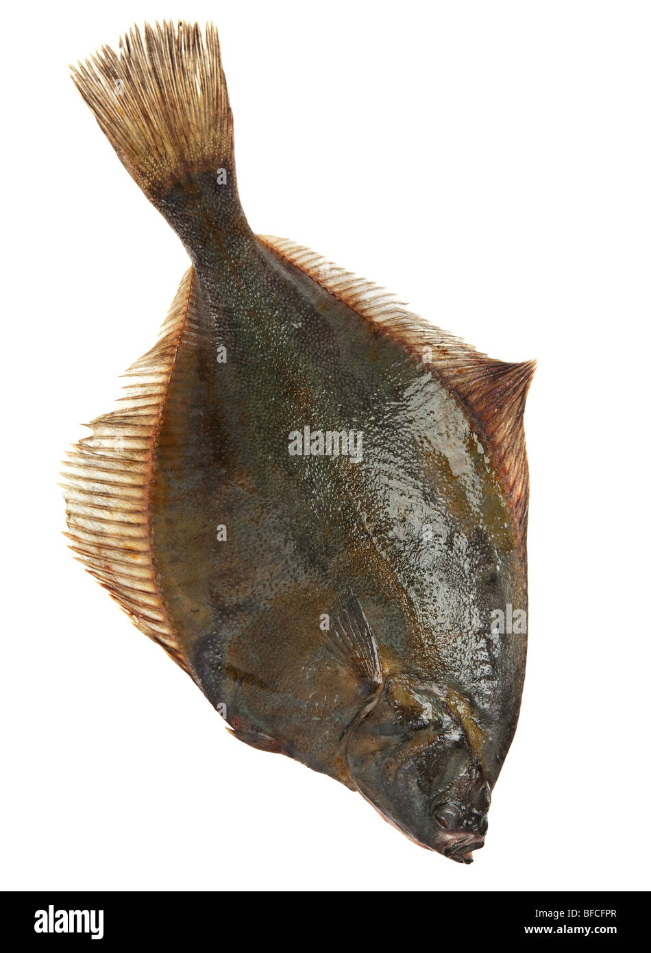 Raw fresh flatfish fish detail on white Stock Photo Alamy