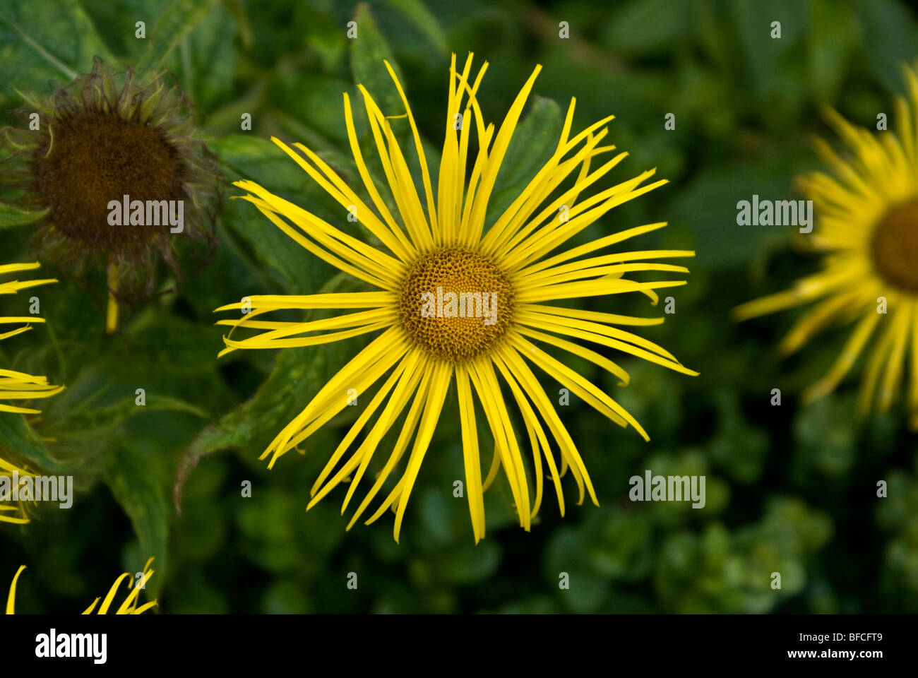 Summer flowering yellow daisy like garden flower Stock Photo Alamy