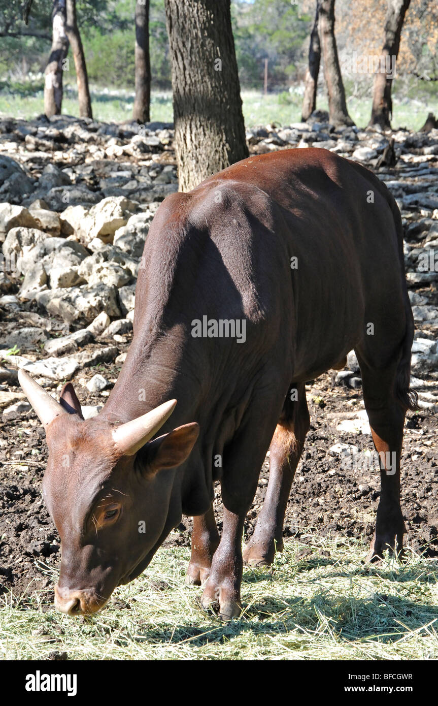 Watusi Cattle