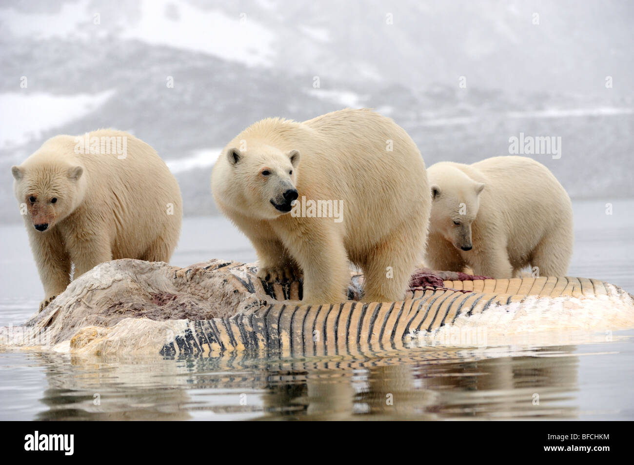 Polar Bears (Ursus maritimus) Stock Photo