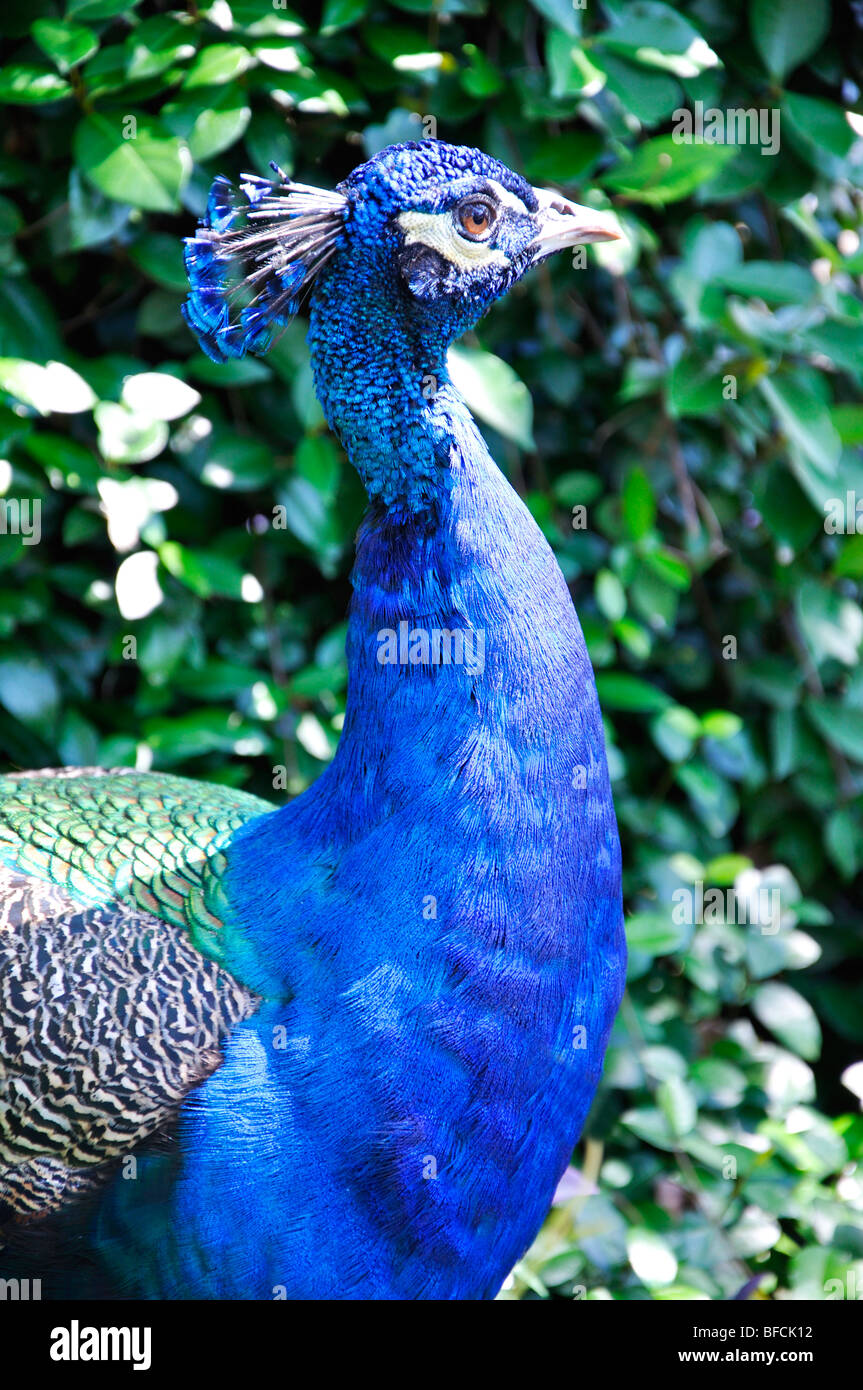 Indian Peacock (Pavo cristatus) Stock Photo