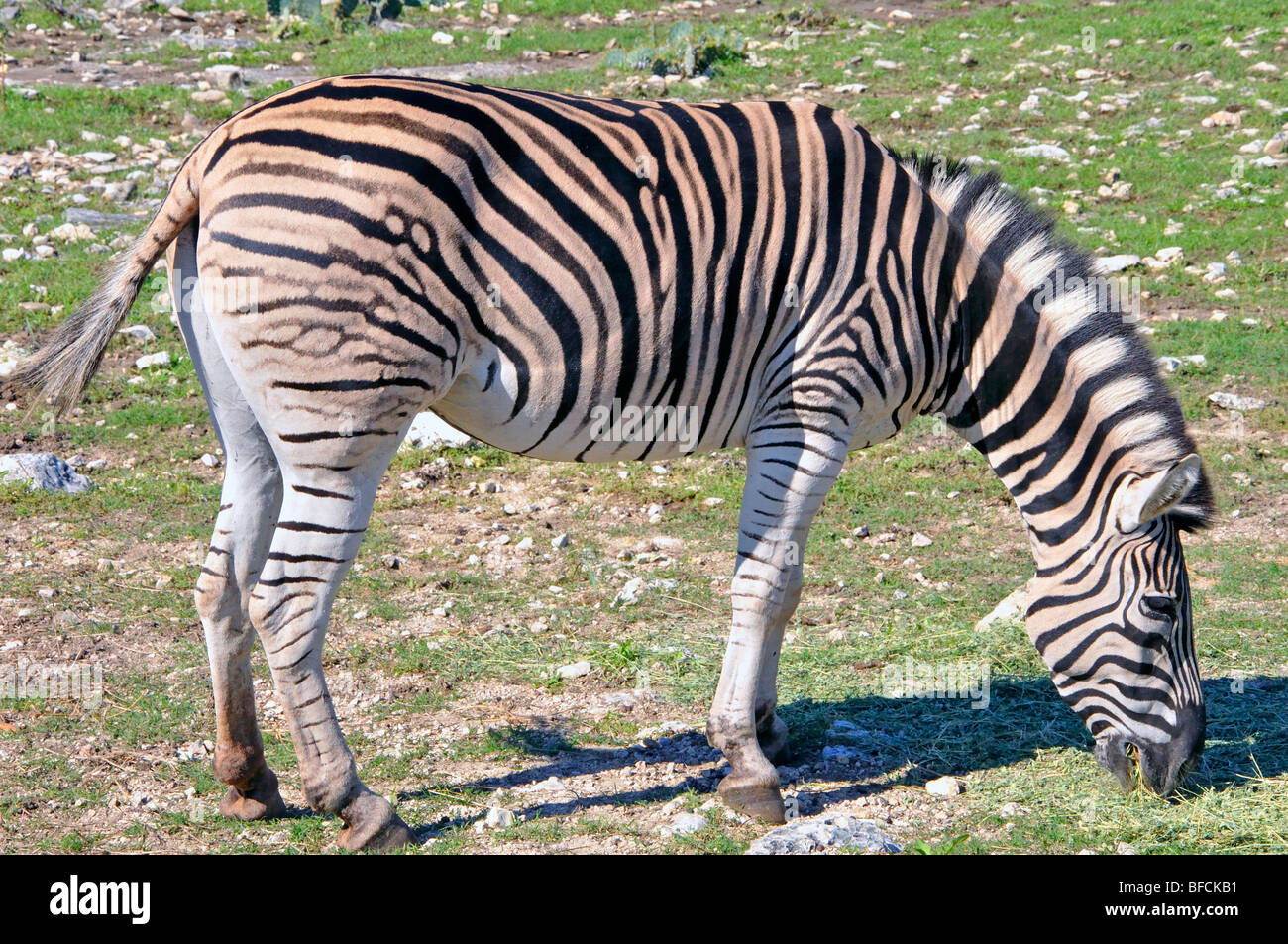 Damaraland Zebra (Equus burchelli antiquorum) Stock Photo
