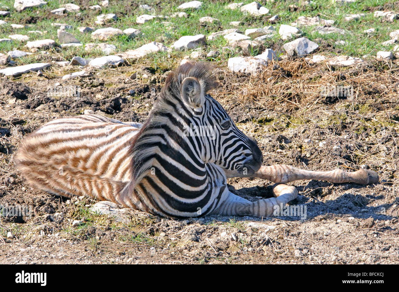 Damaraland Zebra (Equus burchelli antiquorum) Stock Photo