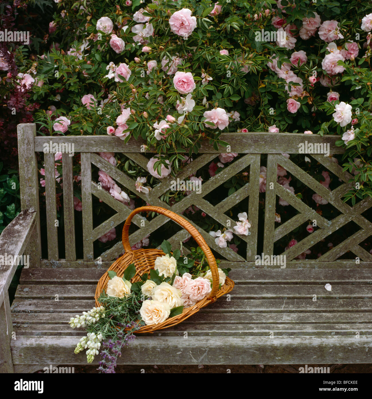 Basket of cream roses on a wooden garden bench in front of pink rose bush Stock Photo
