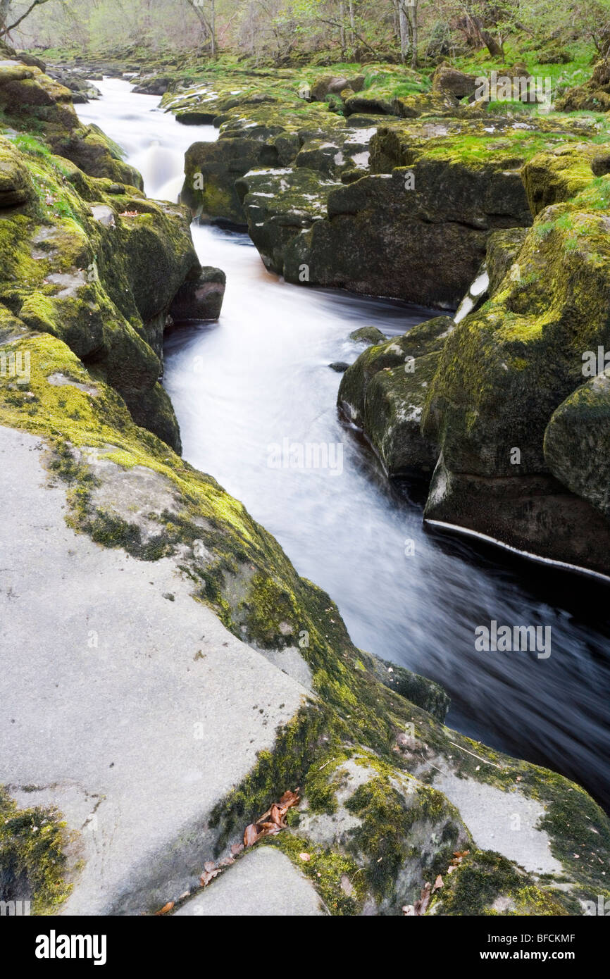 The Strid a narrow channel on the River Wharfe at Bolton Abbey in