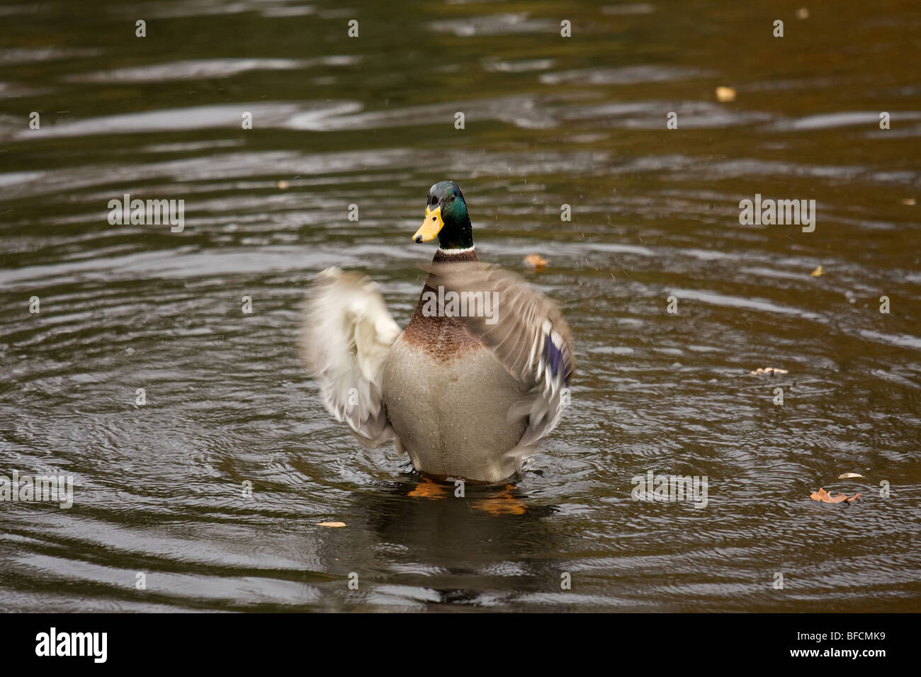 A Mallard flaps his wings to remove water as part of its grooming regimen. Stock Photo