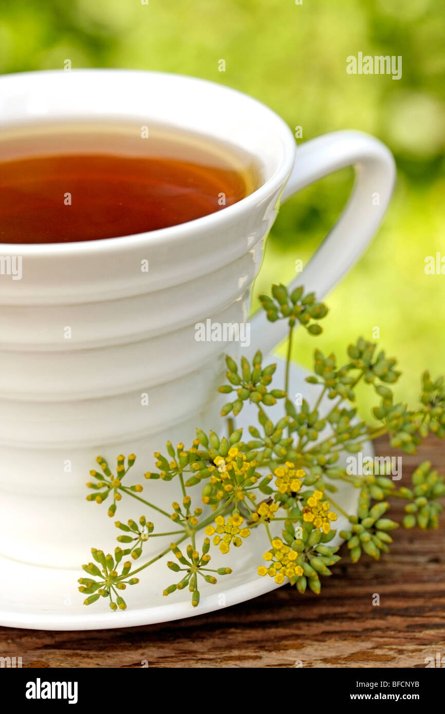 Fennel infusion (Foeniculum vulgare Stock Photo Alamy