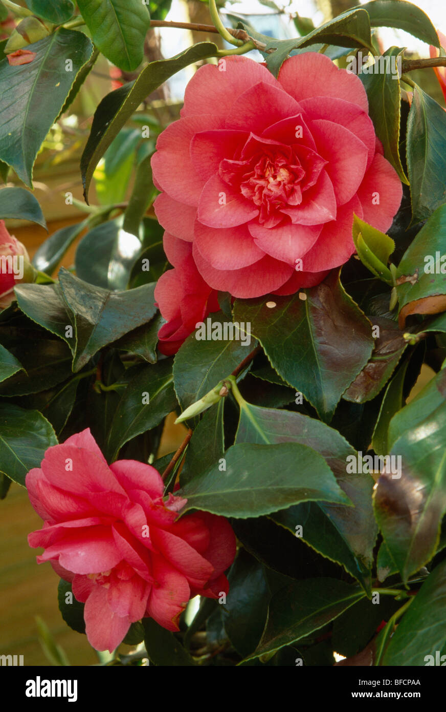 Close up of a red semi-double camellia . Stock Photo
