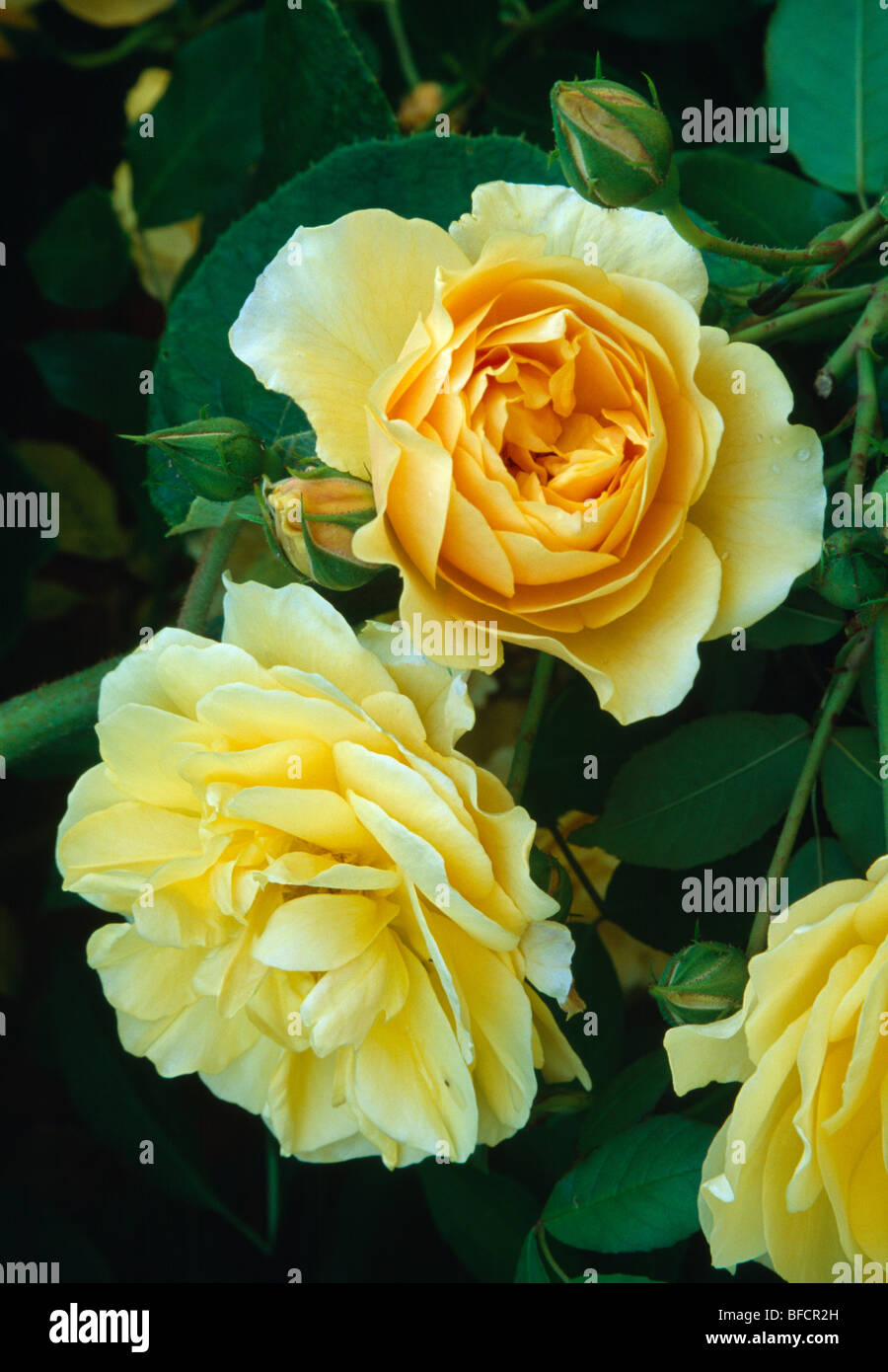 Double Yellow Roses Yellow molineux rose hi-res stock photography and images - Alamy
