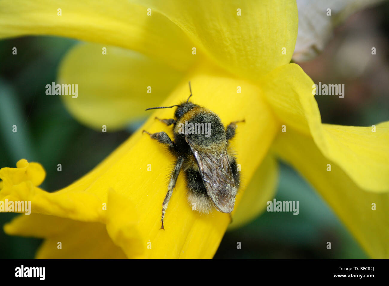 Daffodil and pollendusted bee Stock Photo Alamy