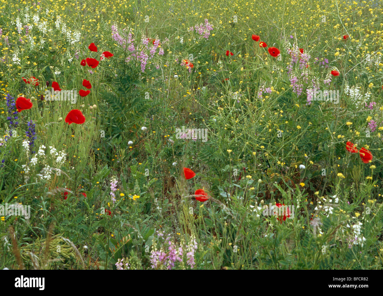 Early summer meadow with poppies, buttercups and pink and white corydalis. Stock Photo