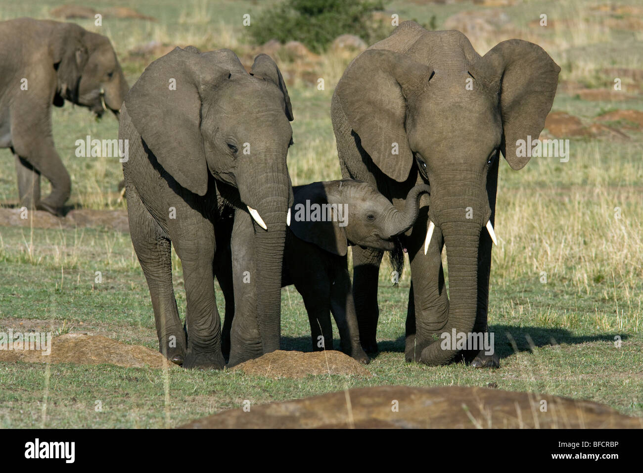 African Elephant Family - Masai Mara National Reserve, Kenya Stock ...