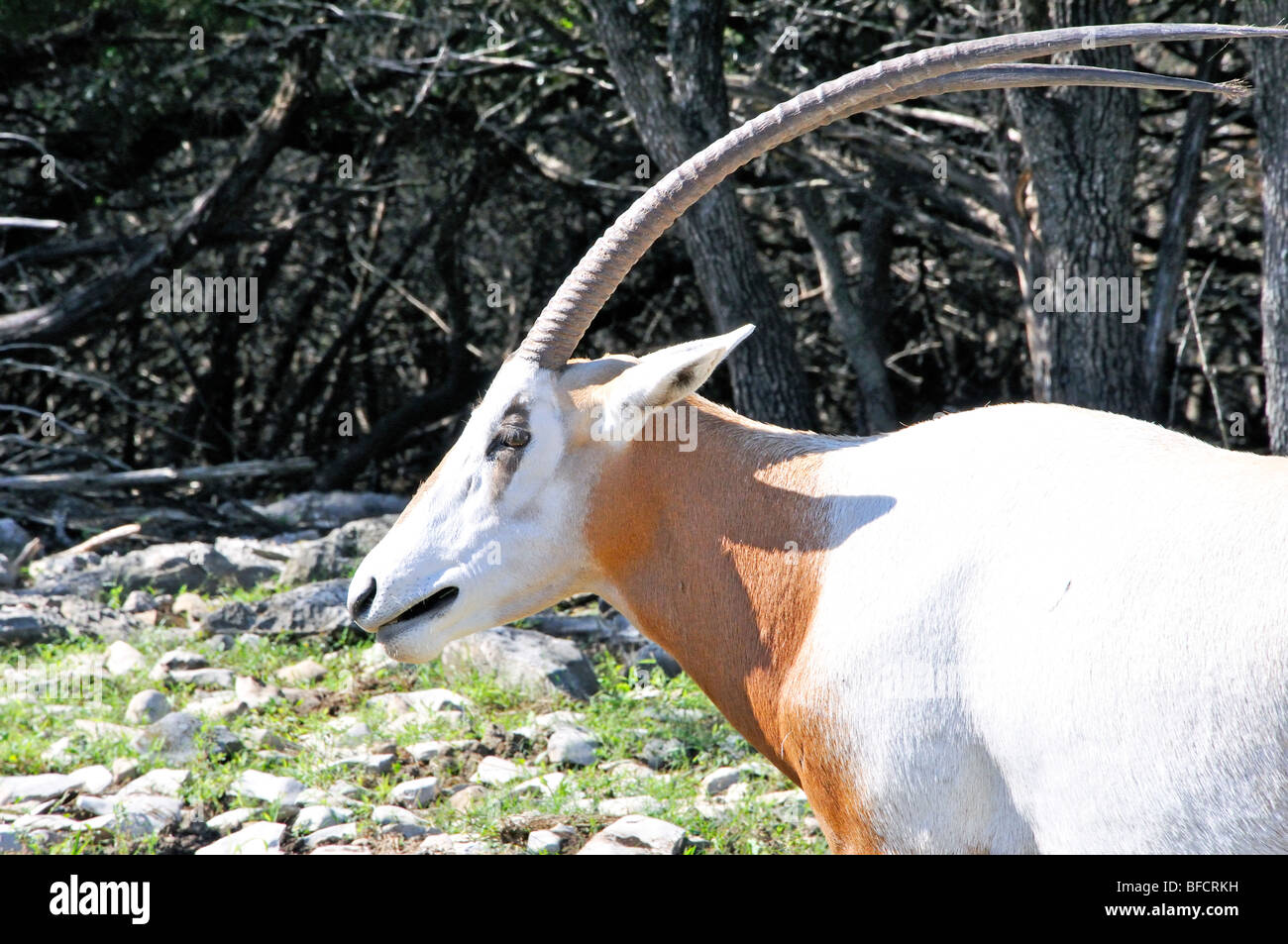 Scimitar Horned Oryx (Oryx dammah Stock Photo Alamy