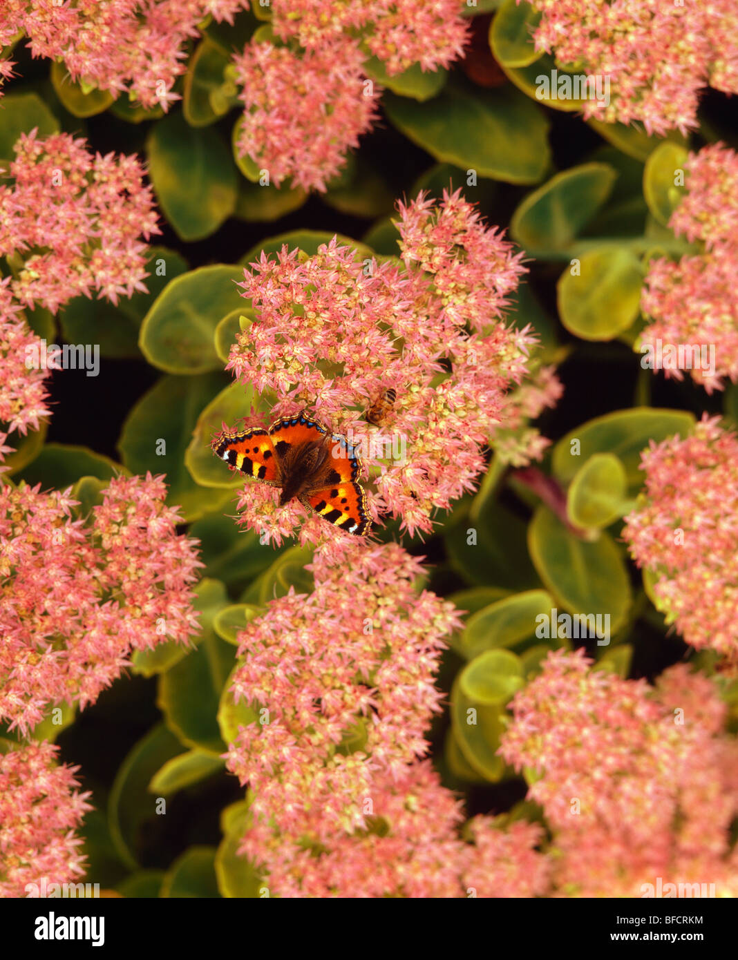 close-up of small Red Admiral butterfly on pink sedum flowers Stock Photo