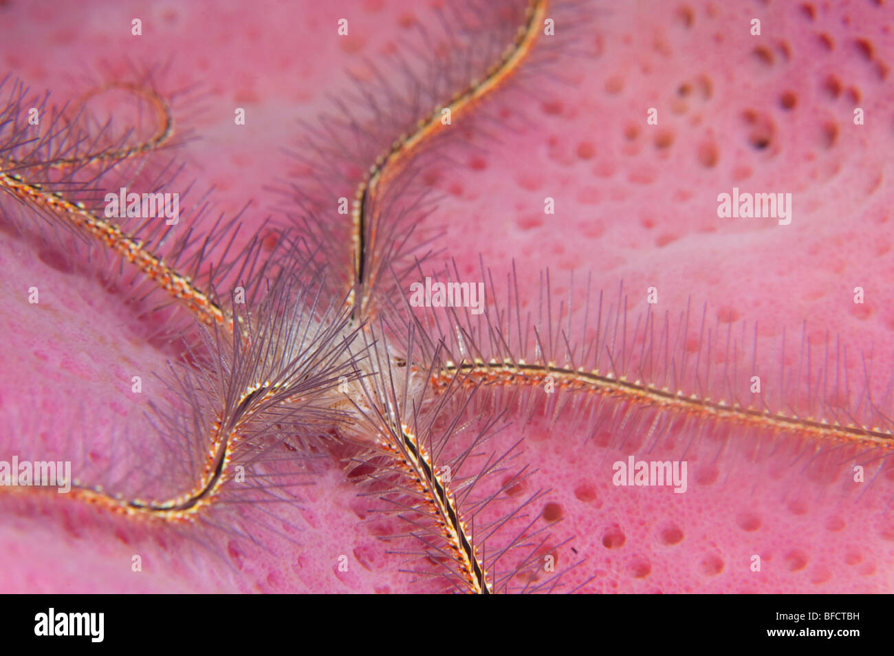 A Sponge Brittle Star inside a Pink Vase Sponge in LIttle Cayman. Stock Photo