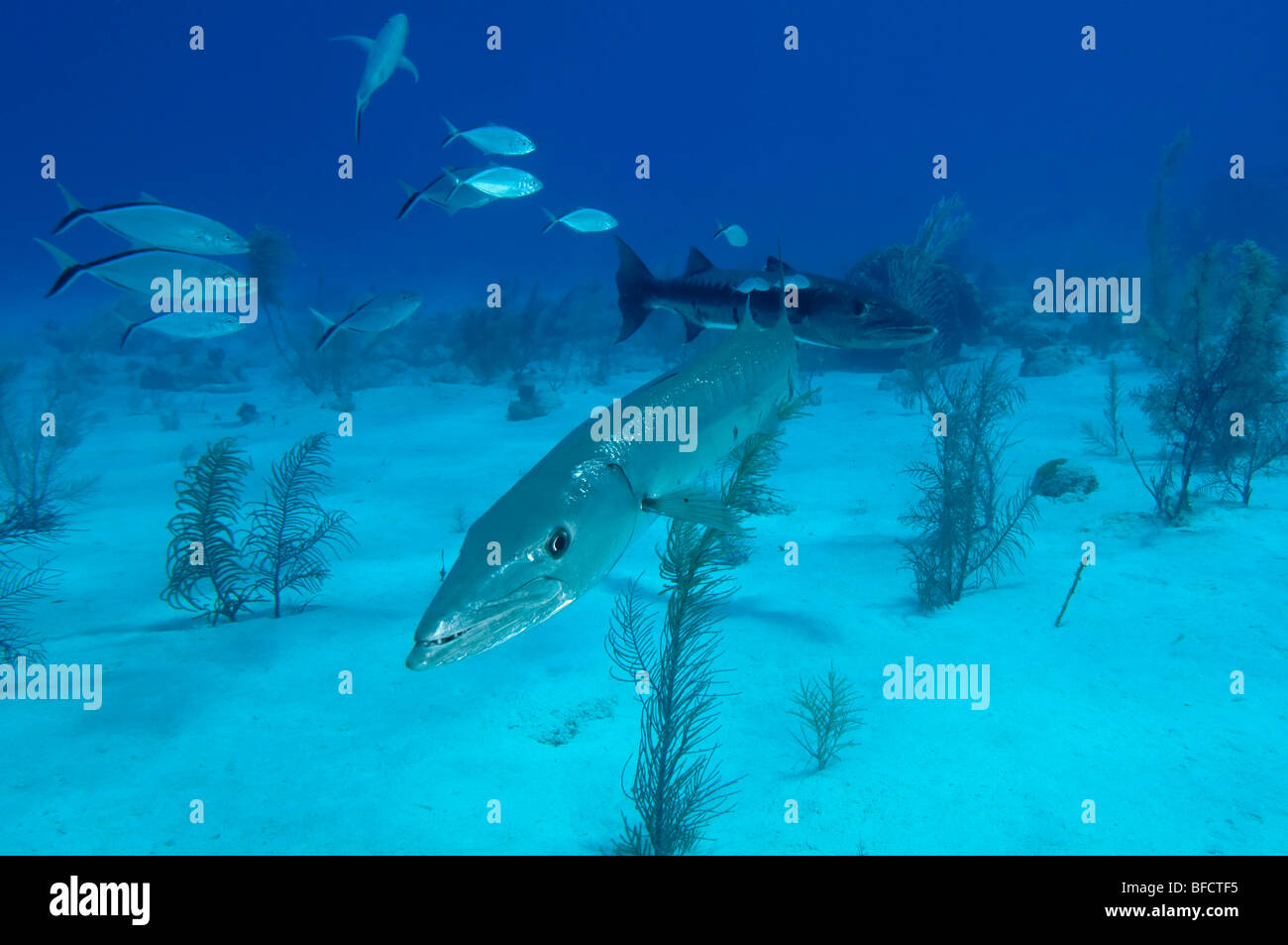 Two Great Barracuda over a sandy reef in Little Cayman. Stock Photo