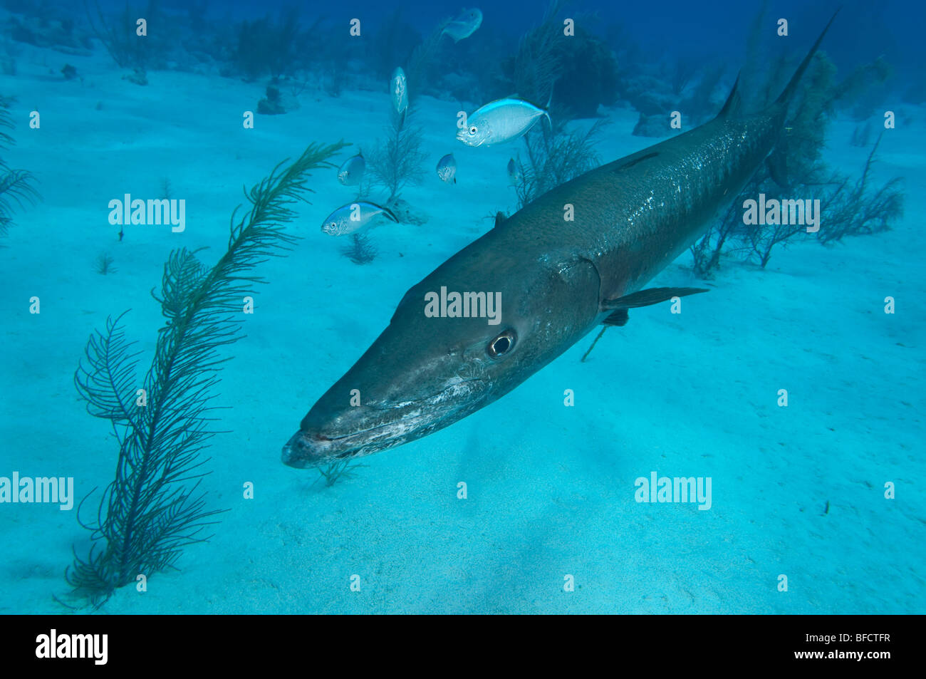 A Great Barracuda over a sandy reef in Little Cayman. Stock Photo