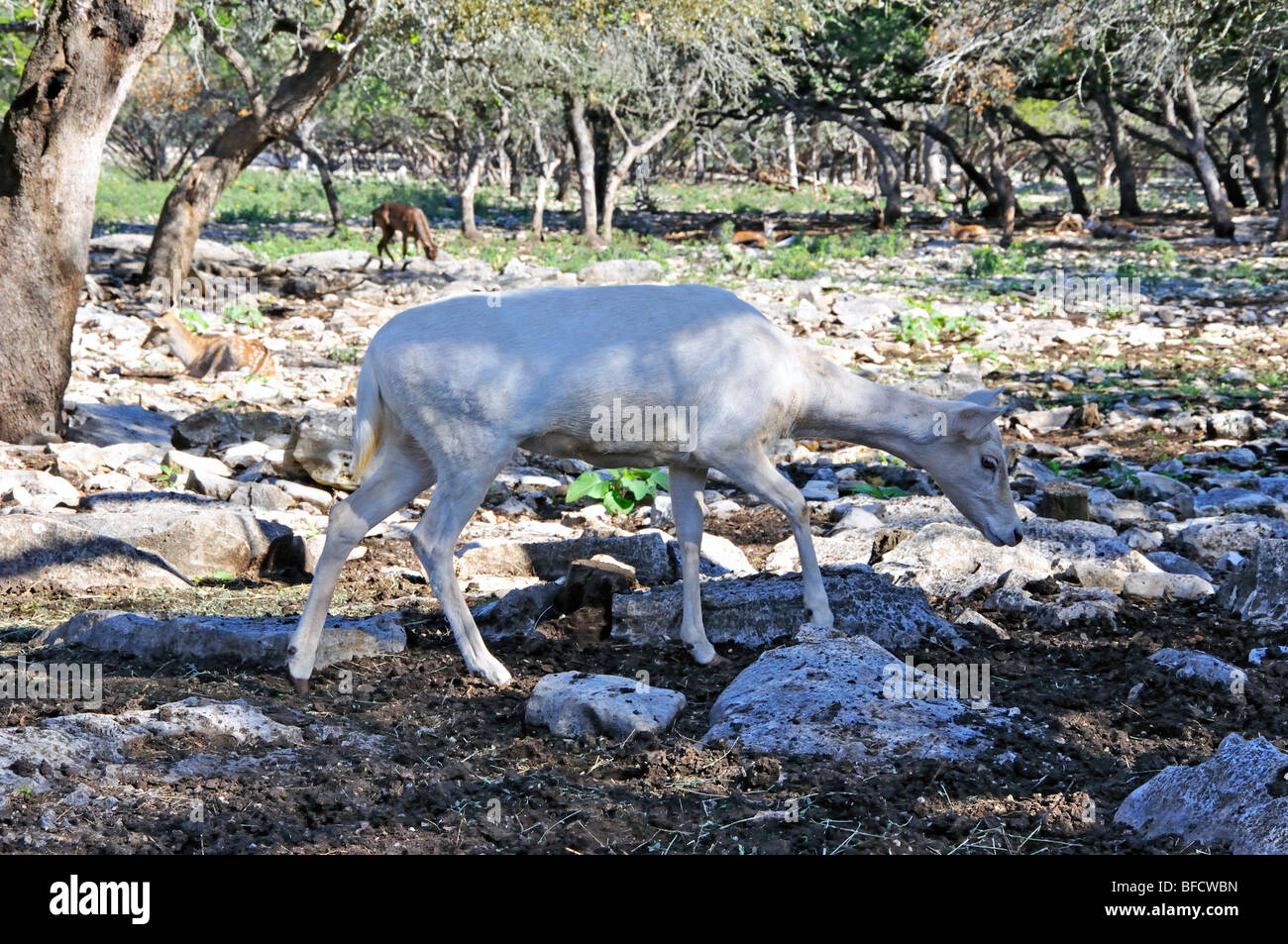 Fallow Deer (Dama dama) fawn Stock Photo