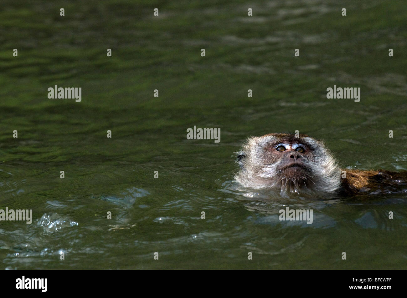 A Long-tailed or Crab-eating Macaque swimming. Stock Photo