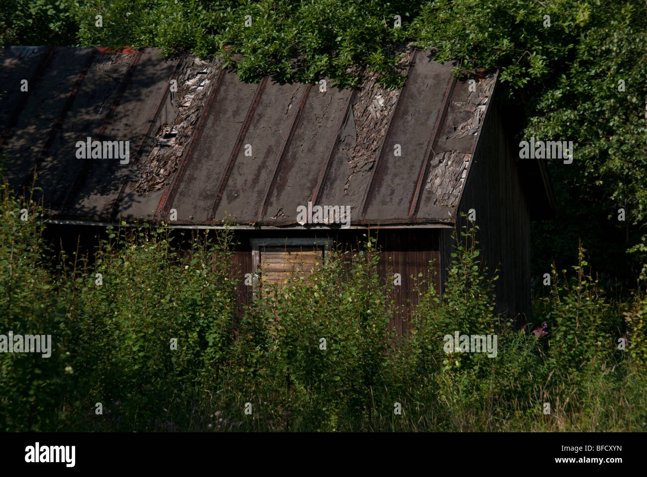 A ramshackle shack overgrown with foliage Stock Photo