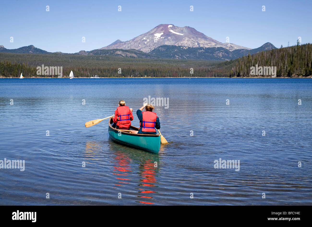 Teenage Elk Stock Photos Teenage Elk Stock Images Alamy