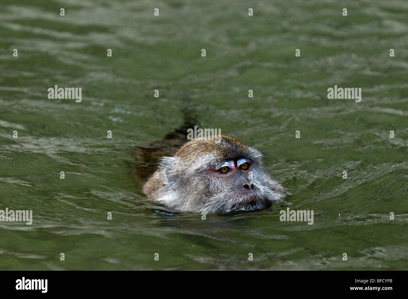 A Long-tailed or Crab-eating Macaque monkey Macaca fascicularis swimming. Stock Photo