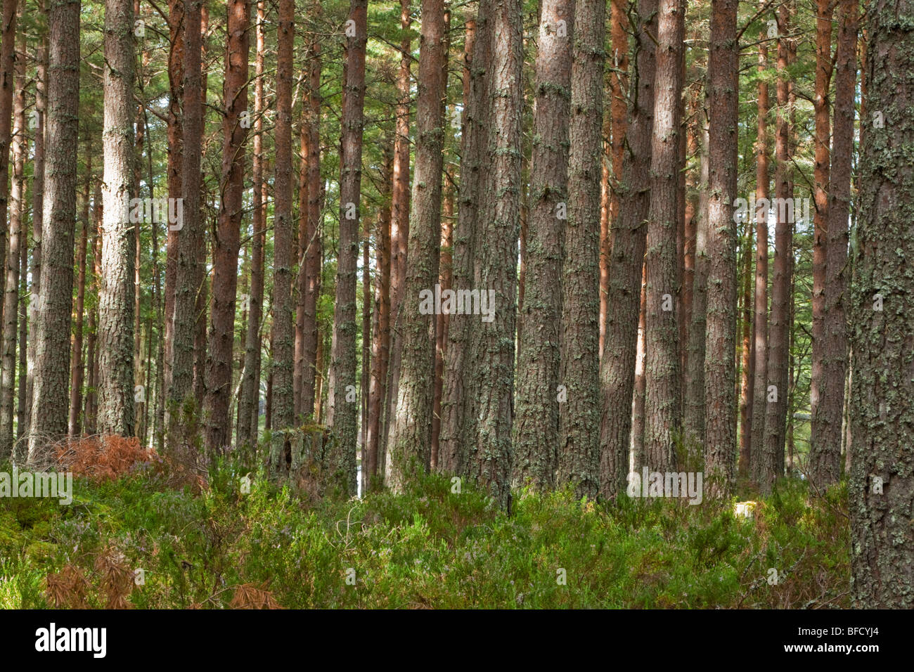 Caledonian Pine Forest at Forest National Nature Reserve