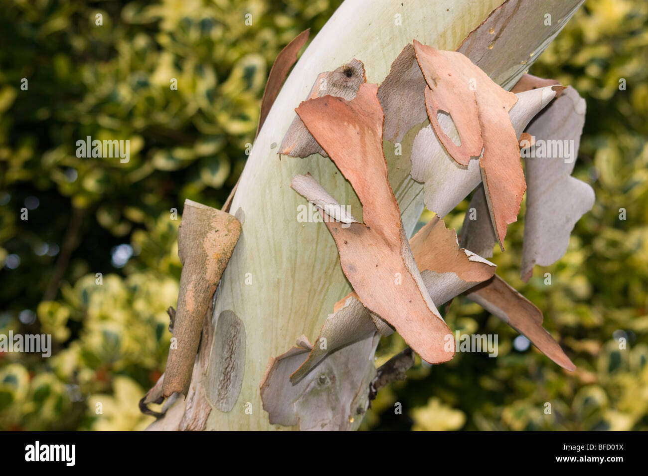 Eucalyptus tree peeling its bark Stock Photo