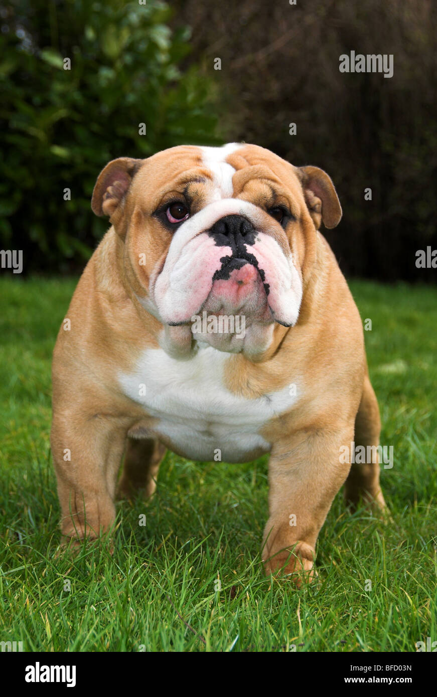 British Bulldog or English Bulldog, is a medium-size breed of dog that originated in England. Stock Photo