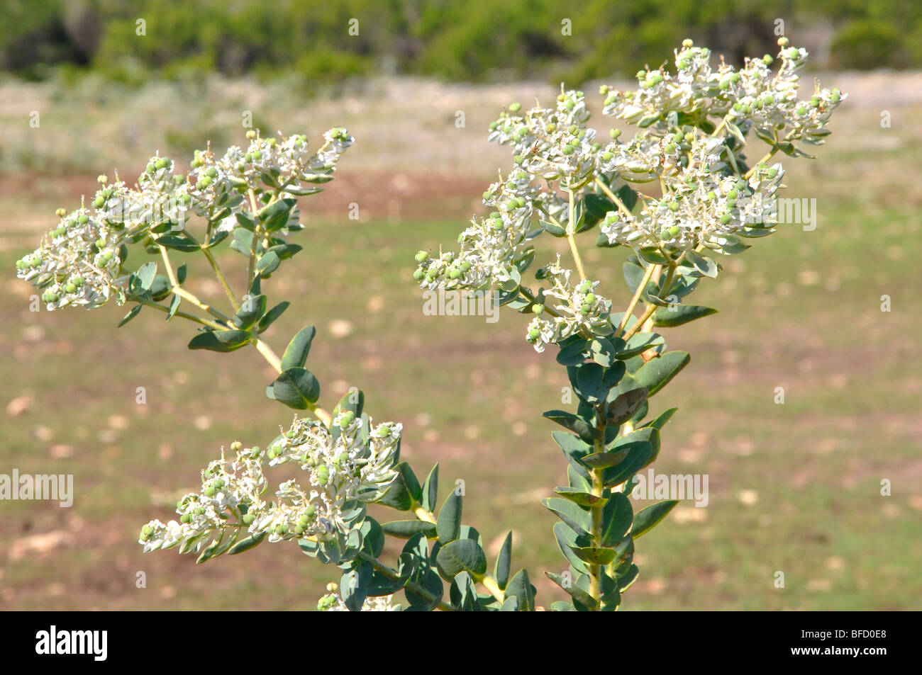 Weed Weeds Texas Usa High Resolution Stock Photography And Images Alamy
