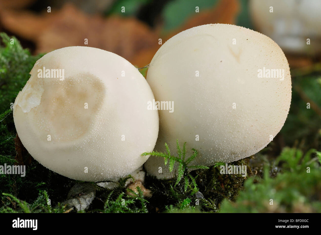 Two Stump Puffball Fungus - Lycoperdon pyriforme Stock Photo