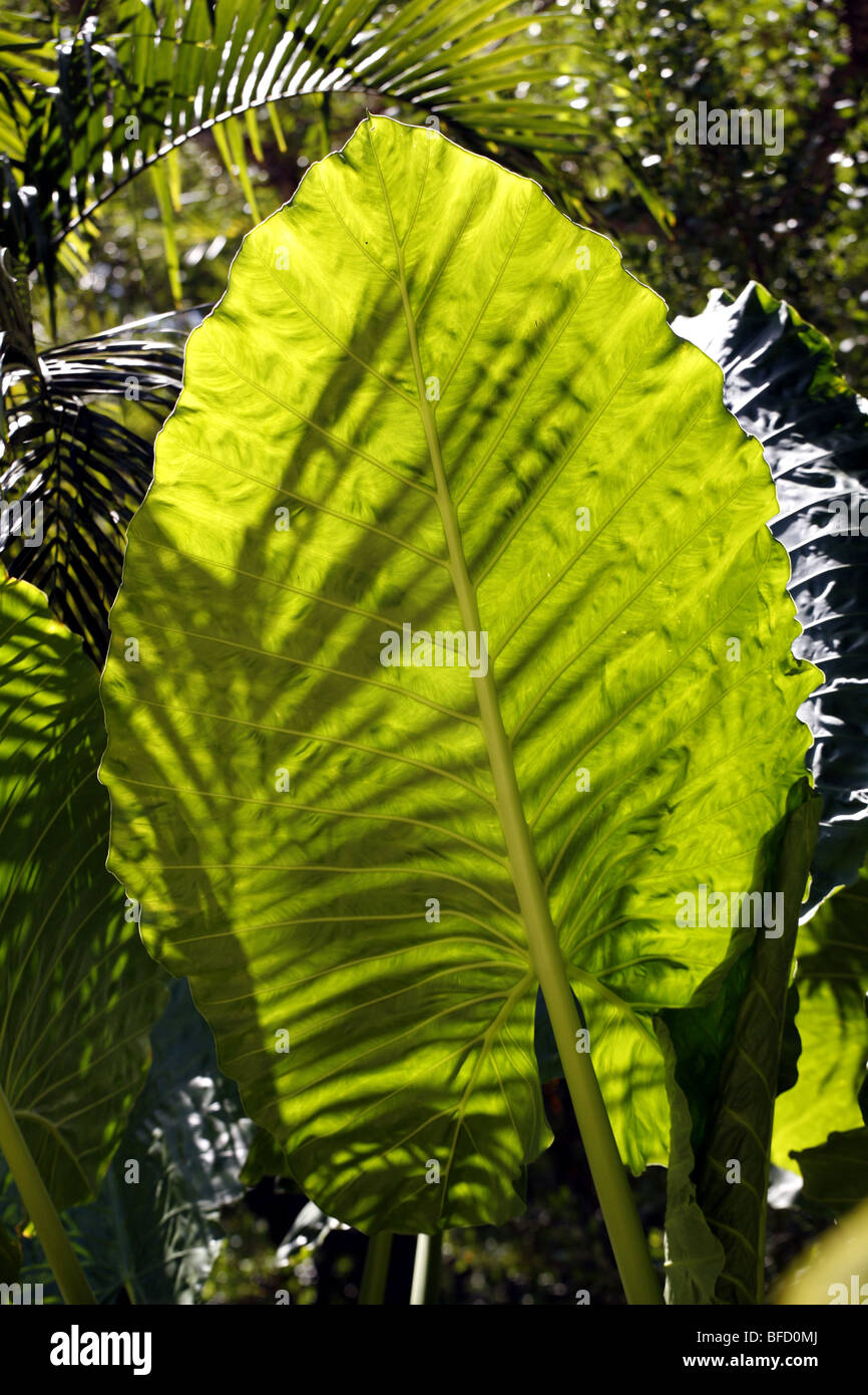 Tropical vegetation and leaves Stock Photo