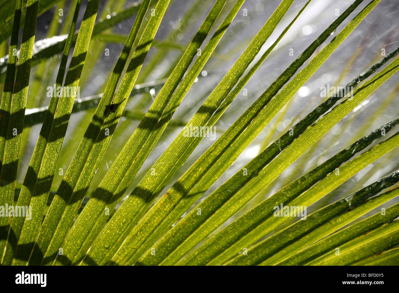 Tropical vegetation during a rain shower Stock Photo Alamy