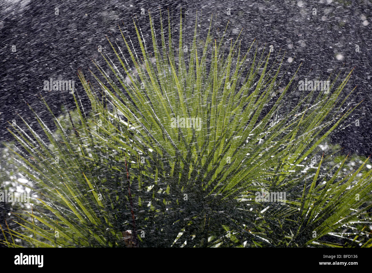 Lush green tropical rain forest hi-res stock photography and images - Alamy