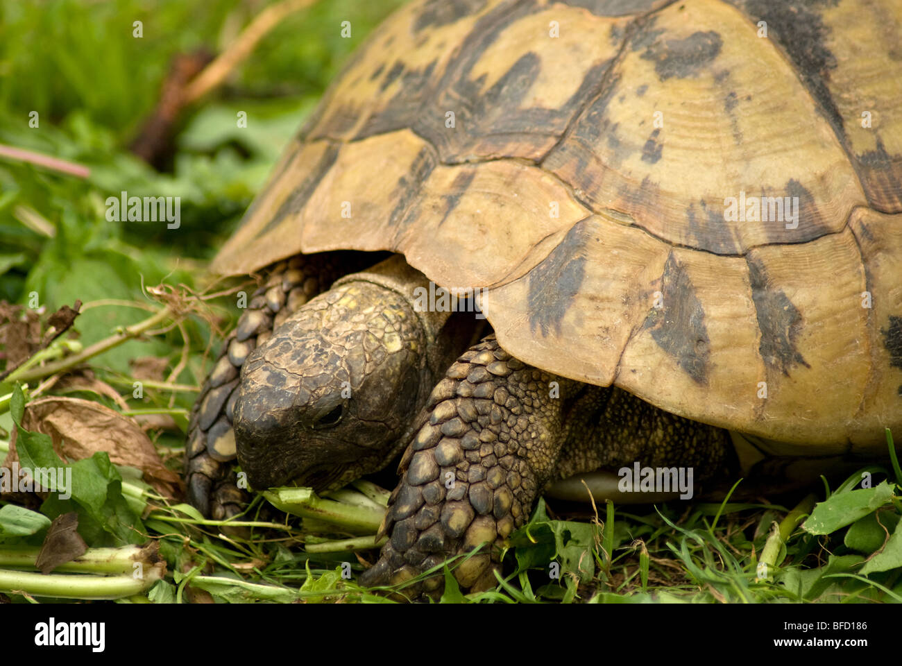 Tortoise eating Stock Photo