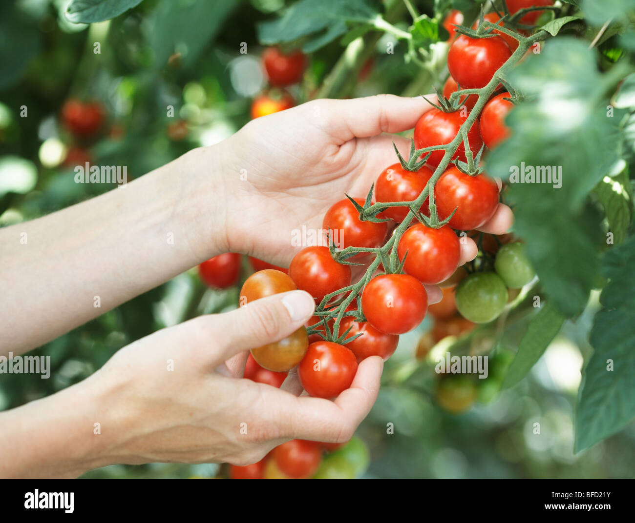 Woman holding cherry tomatoes Stock Photo - Alamy