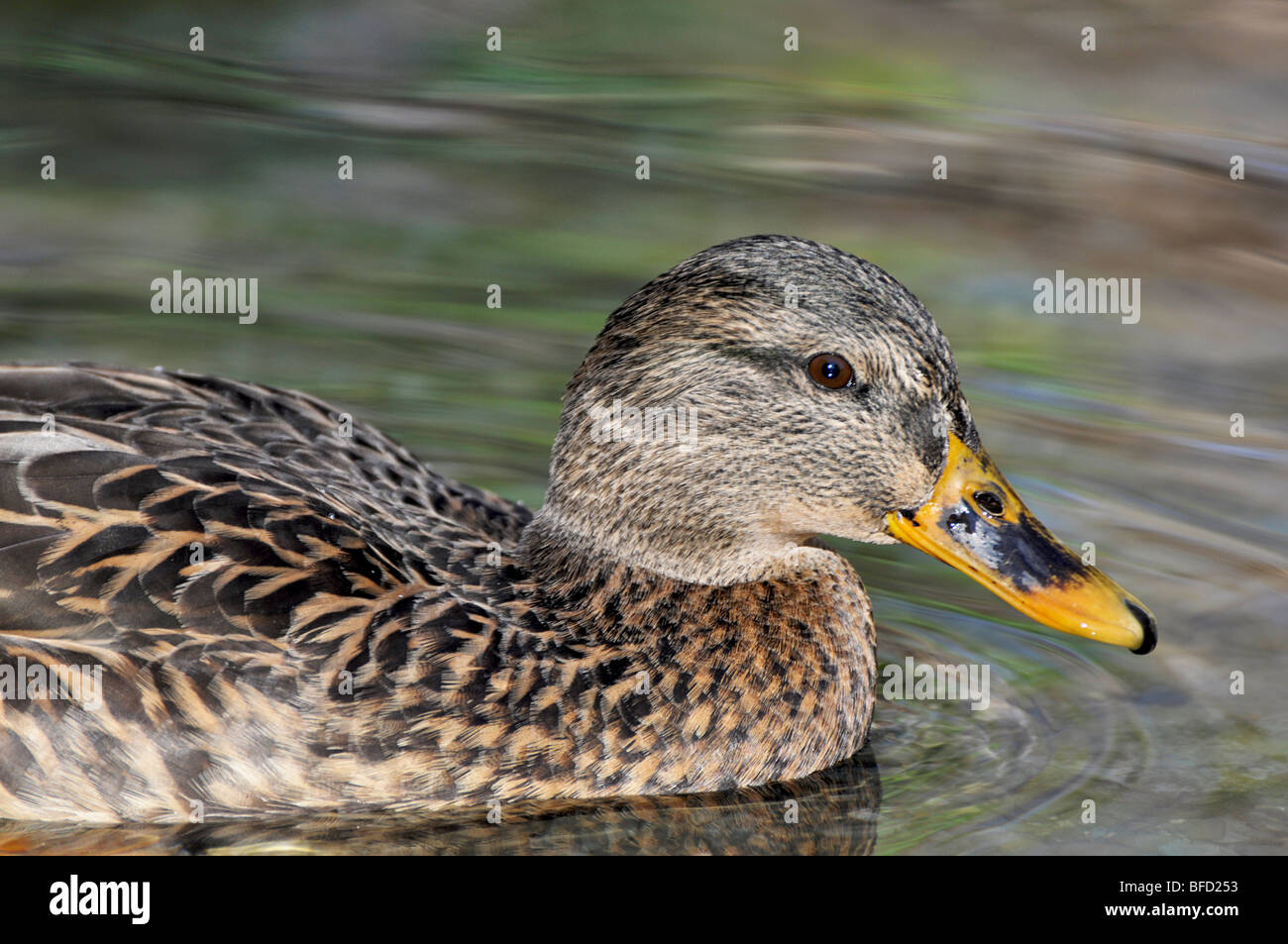 Mallard Duck (female) Stock Photo