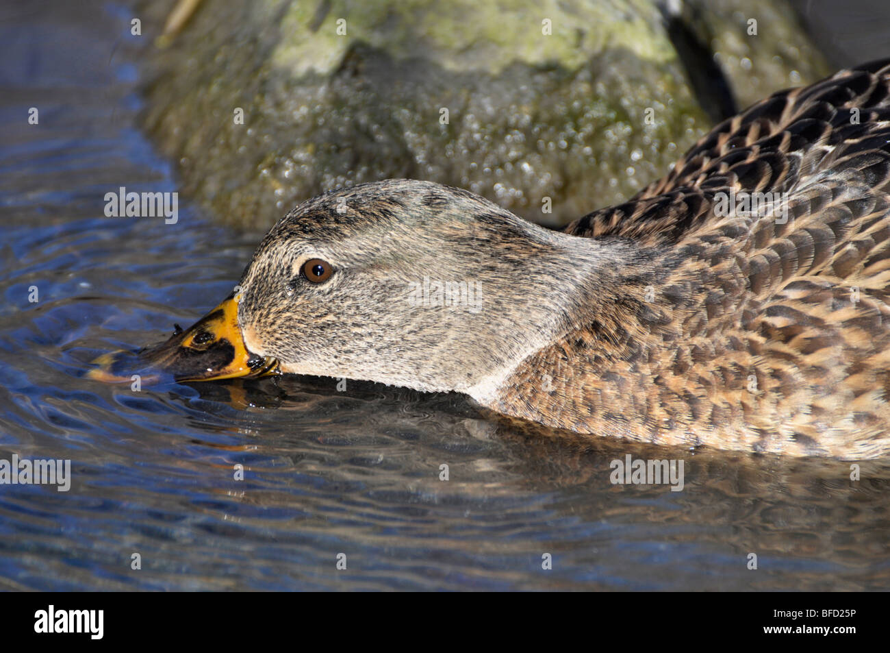 Mallard Duck (female) Stock Photo