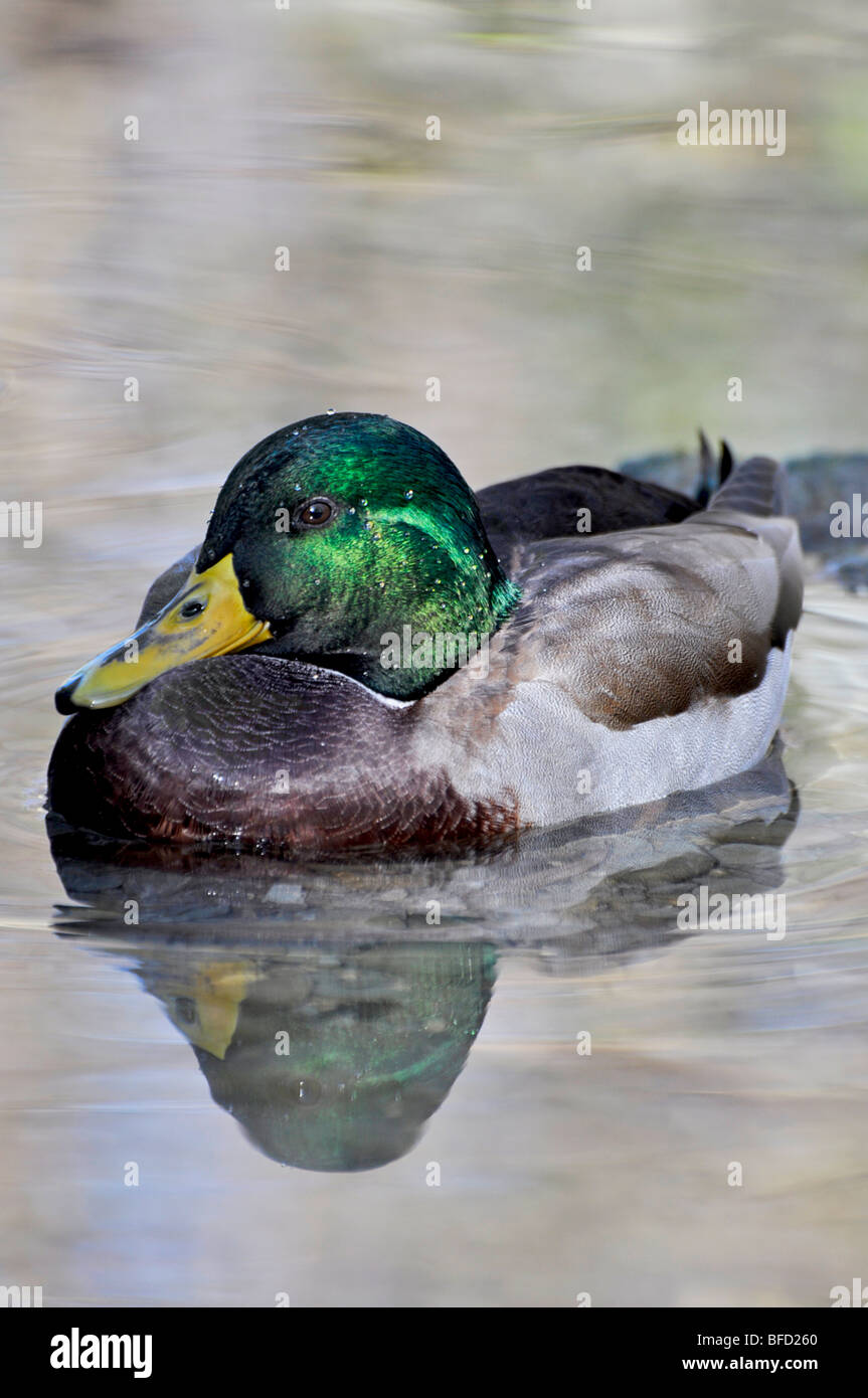 Mallard Drake - male mallard Stock Photo